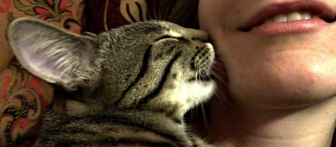 Kitty Kisses: When Cats Lick You
