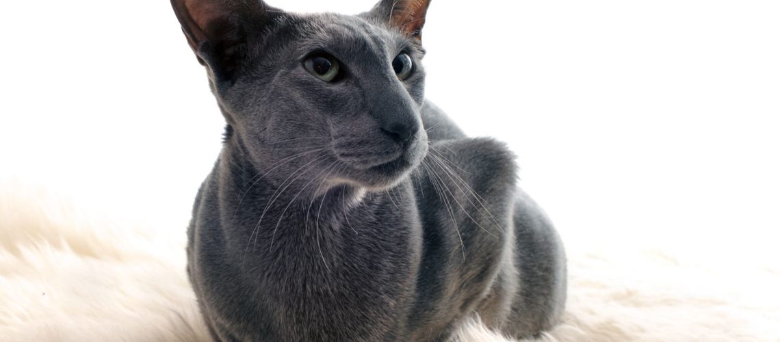 Forever Friends: Cat Breeds Known for Long Lives