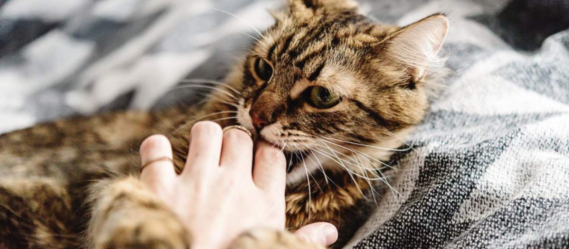 Soft Paws: Stopping Aggression During Petting