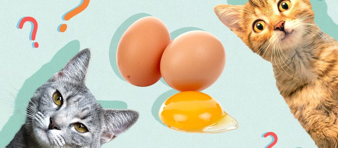 Egg-citing Facts: Can Cats Eat Raw Eggs?