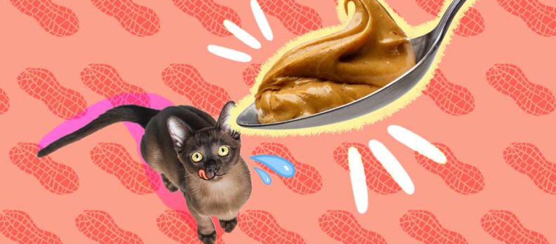 Peanut Butter Purr: Can Cats Indulge?