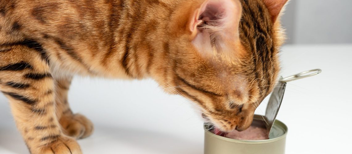 Tuna Treats: Can Cats Have Some?