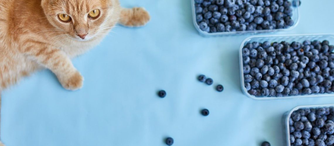 Berry Bites: Are Blueberries Safe for Cats?